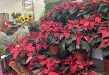 Locatarios reportan bajas ventas de Flor de Noche Buena