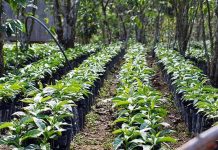 Buscan exportar café a Emiratos Árabes