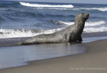 Especialistas auxilian a elefante marino en playas de Tonalá