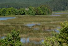 Humedales de María Eugenia en San Cristóbal de Las Casas cumple 10 años como área protegida.