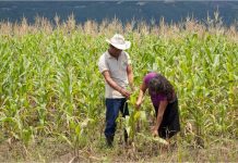 Productores de Maíz piden que SEGALMEX no suspenda operaciones