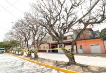 Retiran árboles secos para prevenir riesgos en temporada de lluvias en Tuxtla
