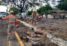 Realiza Ayuntamiento de Tuxtla 231 derribo de árboles secos