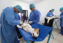 Inicia Ayuntamiento de Tuxtla mega campaña de esterilización para perros y gatos