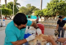 Inicia segunda etapa de Campaña de vacunación antirrábica en Tuxtla