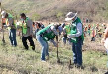 Ayuntamiento de Tuxtla reforesta sitio clausurado del Relleno Sanitario