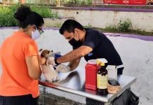Ayuntamiento invita a la jornada de vacunación antirrábica para perros y gatos en La Misión