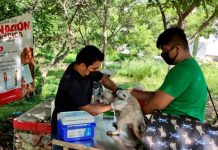 Mediante vacunación antirrábica se promueve la salud de las mascotas en Tuxtla Gutiérrez