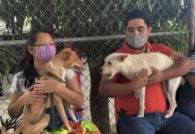 Inicia Mega Campaña de Esterilización gratuita en Tuxtla Gutiérrez