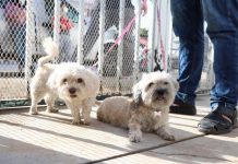 Anuncia Salud Municipal macro campaña de esterilización canina y felina para el Jobo y Copoya