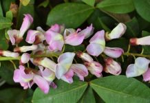 Celebrarán 34 edición del Festival de la Flor de Cuchunuc en Tuxtla Gutiérrez