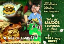Invita Zoomat al concurso de fotografía y dibujo «Los anfibios, nuestros súper aliados»
