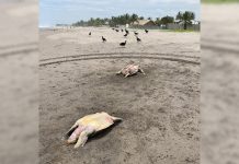 Denuncian matanza de tortugas y delfines en Puerto Arista