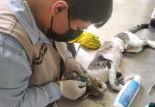 Realiza Secretaría de Salud Municipal campaña de esterilización canina y felina en Copoya