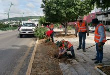 Ayuntamiento de Tuxtla reforestó el camellón del Libramiento Norte Poniente