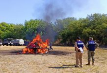 Incineran más de mil kilos de narcóticos en Tapachula