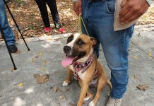 Ayuntamiento de Tuxtla aclara situación del perro de video viral