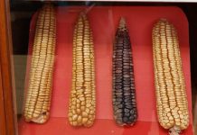 El Herbario de la SEMAHN con reconocimiento internacional, está inscrito en el Index Herbariorum como las siglas CHIP