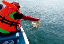 Playas de Chiapas cumplen con indicadores bacteriológicos: SSA