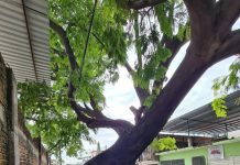 PC evalúa árboles en Tuxtla