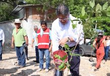 Avanza Tuxtla en la Reforestación 2023 con más de 5 mil árboles plantados