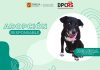 Promueve Ayuntamiento de Tuxtla Gutiérrez adopción responsable de mascotas