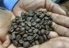 Precio de producción del Café supera al de compra