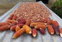 En riesgo el maíz criollo en Chiapas