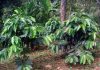 Crece cultivo de café en Chiapas