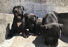 Piden rescatistas no regalar mascotas en navidad