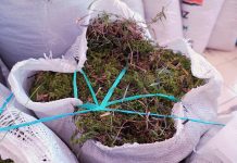 Extracción ilegal de musgo impacta a manantiales