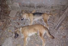 Denuncian envenenamiento de perros al interior de viviendas en Tuxtla