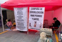 Avanza campaña de esterilización de perros y gatos