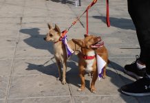 Altas temperaturas ponen en riesgo a las mascotas