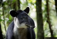 Cumple 34 años la reserva de la Biosfera El Triunfo