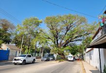 Darán mantenimiento a árbol Patrimonio de Tuxtla