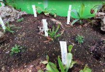 Recomiendan sembrar árboles o plantas con asesoría de expertos