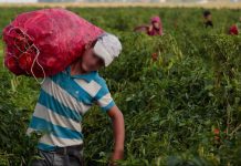 Migración agrava el tema del trabajo infantil en Chiapas: OIT