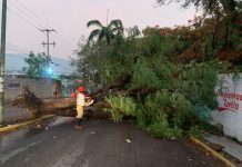 Saldo blanco tras caída de múltiples árboles por fuertes lluvias en Tuxtla