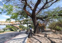 Cuidan arboles patrimonio de Tuxtla