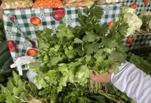 Baja producción de cilantro dispara su precio
