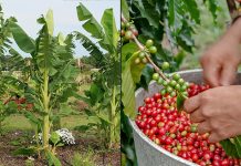 Chiapas encabeza producción de café y plátano