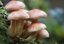 Van tres casos de intoxicación por consumo de hongos en Chiapas