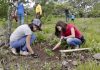 Al reforestar se debe dar prioridad a especies nativas