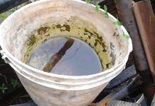 Casi el total de contagios de dengue se dan en casa: Salud