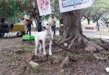 Se debe tomar en cuenta lo que implica tener un animal en casa: Rescatistas