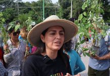 Necesaria restauración ecológica más que reforestación: Especialista