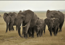 Sacrificarán 200 elefantes para alimentar a población en Zimbabwe