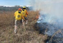 Pide PC de Tuxtla evitar quemas Bomberos apagando un incendio de pastizal