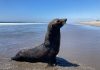 Lobo marino llega al Santuario Playa de Puerto Arista